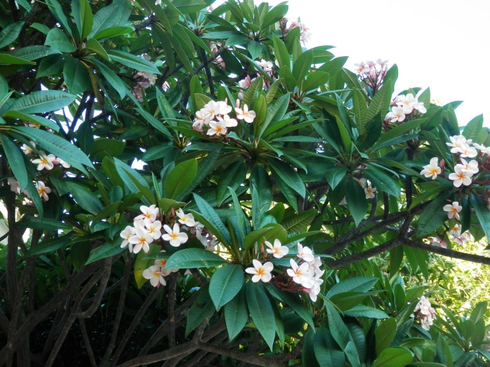 More fragrant flowers